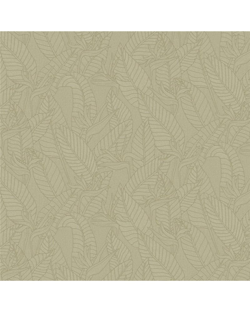 Strelitzia Olive 60740 Strelitzia Olive 60740