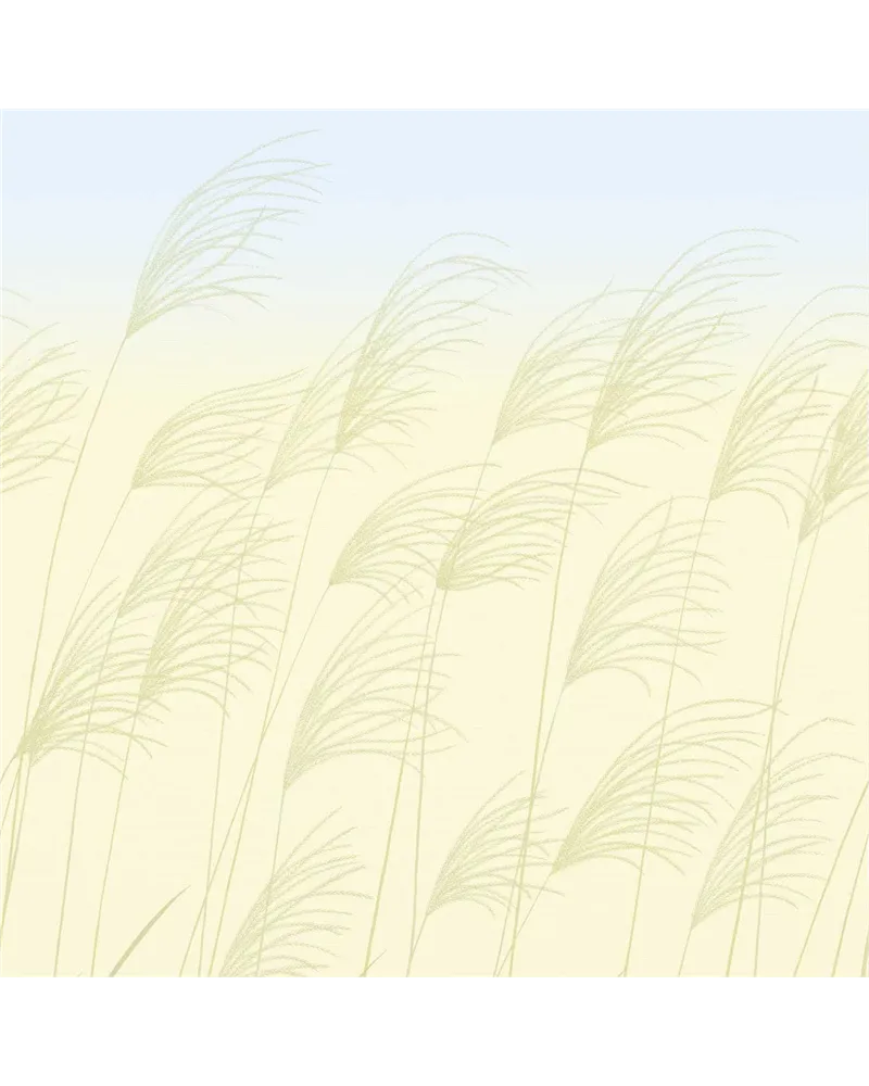 Miscanthus Buttermilk Sky HKAW113230 Miscanthus Buttermilk Sky HKAW113230