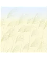 Miscanthus Buttermilk Sky HKAW113230