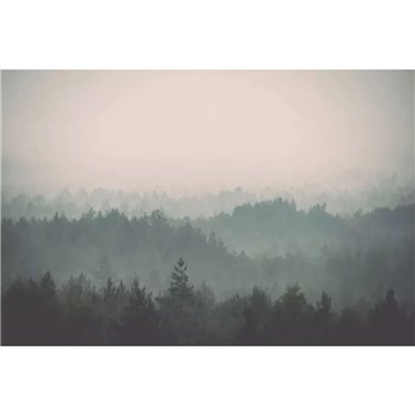 Foresta nera CB039-1